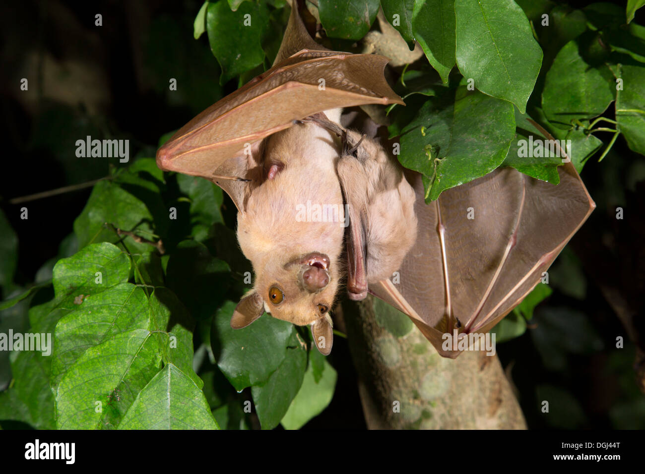 Weibliche Gambischen Epauletted Flughund Epomophorus Gambianus Mit Einem Baby In Einem Baum Hangen Stockfotografie Alamy