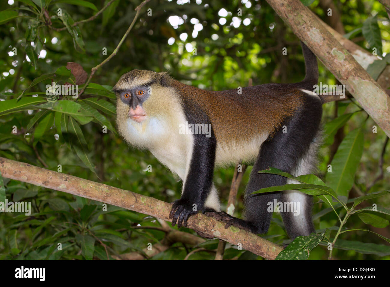 Männlicher monaffe (Cercopithecus mona) in einem Baum, Ghana. Stockfoto