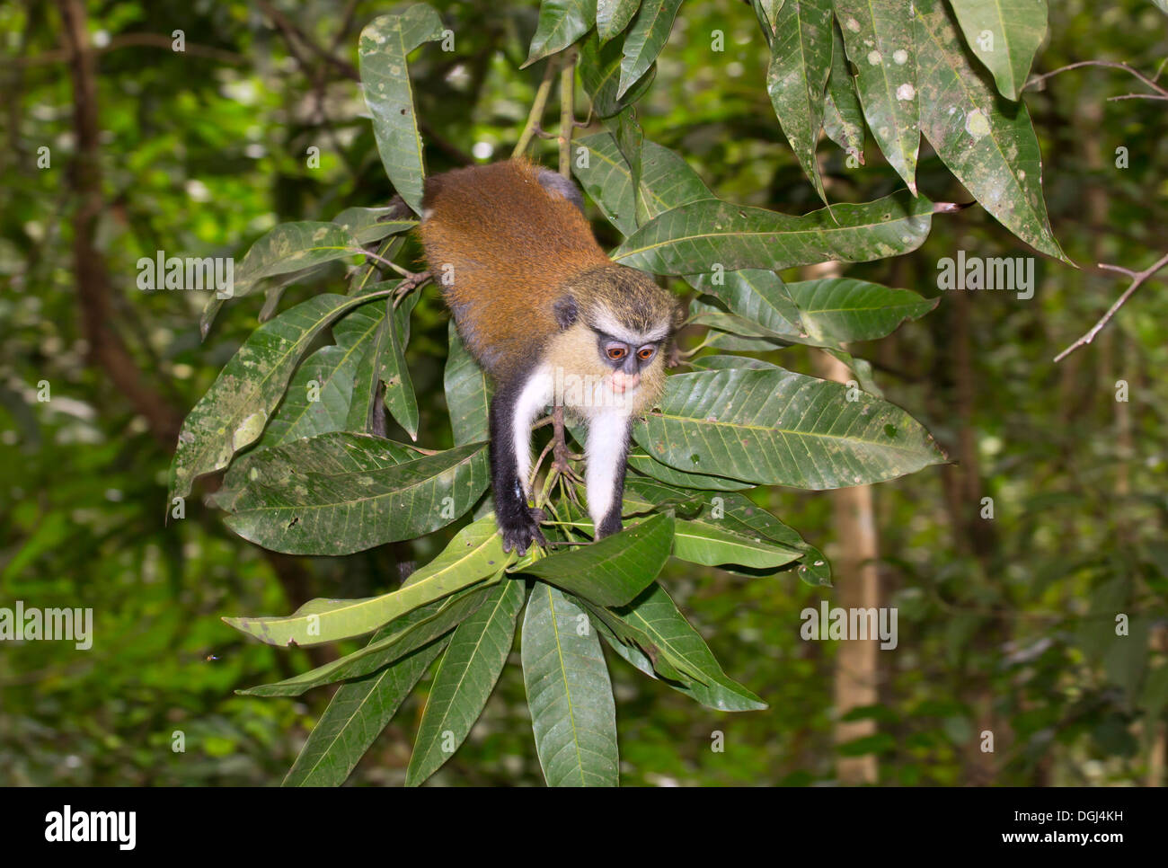 Mona-Affe (Cercopithecus mona) in einem Baum, Ghana. Stockfoto
