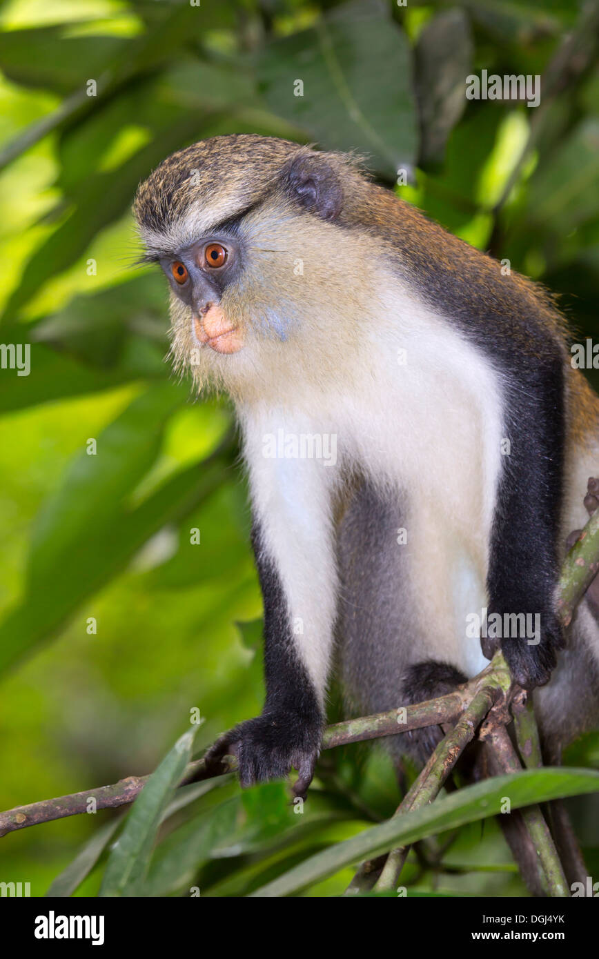 Mona-Affe (Cercopithecus mona) in einem Baum, Ghana Stockfoto