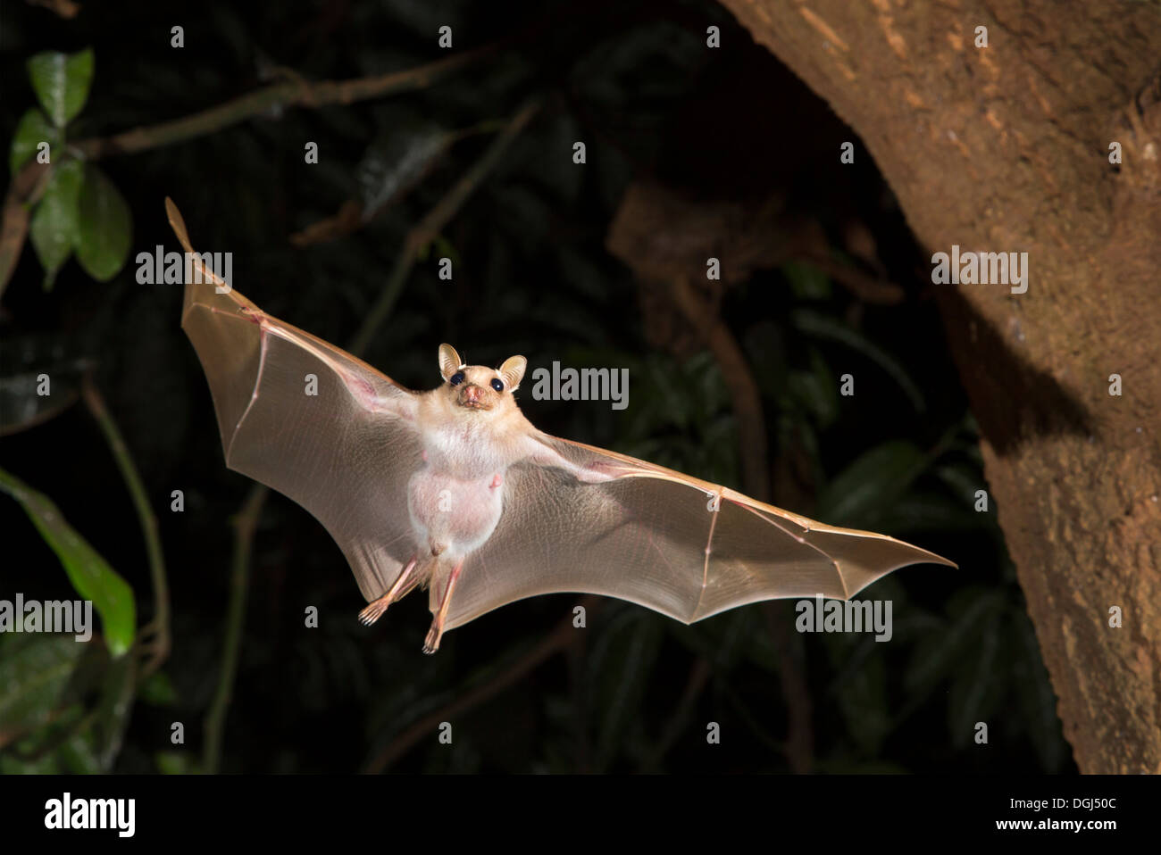 Peters Zwerg-Epauletted-Fruchtfledermaus (Micropteropus pussilus) fliegt nachts, Ghana. Stockfoto