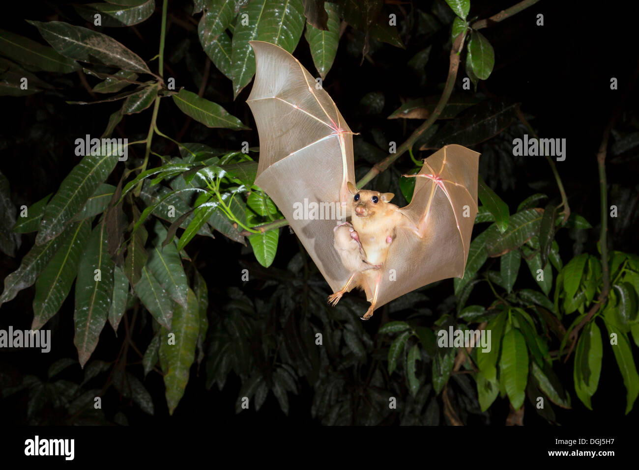 Weibliche Gambischen Epauletted Flughund Epomophorus Gambianus Fliegen Mit Einem Baby Auf Den Bauch Stockfotografie Alamy