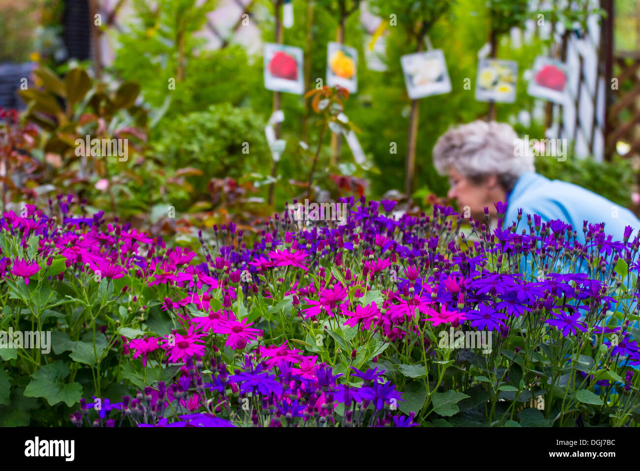 Auswahl an farbenfrohen Pflanzen in ein Gartencenter von einer Kundin untersucht. Stockfoto