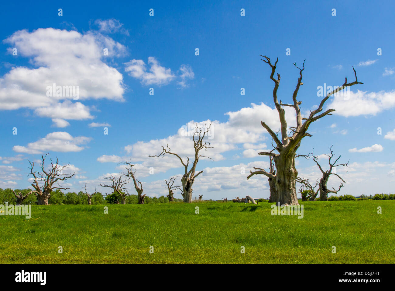 Die so genannten versteinerten Wald bei Mundon in Essex. Stockfoto