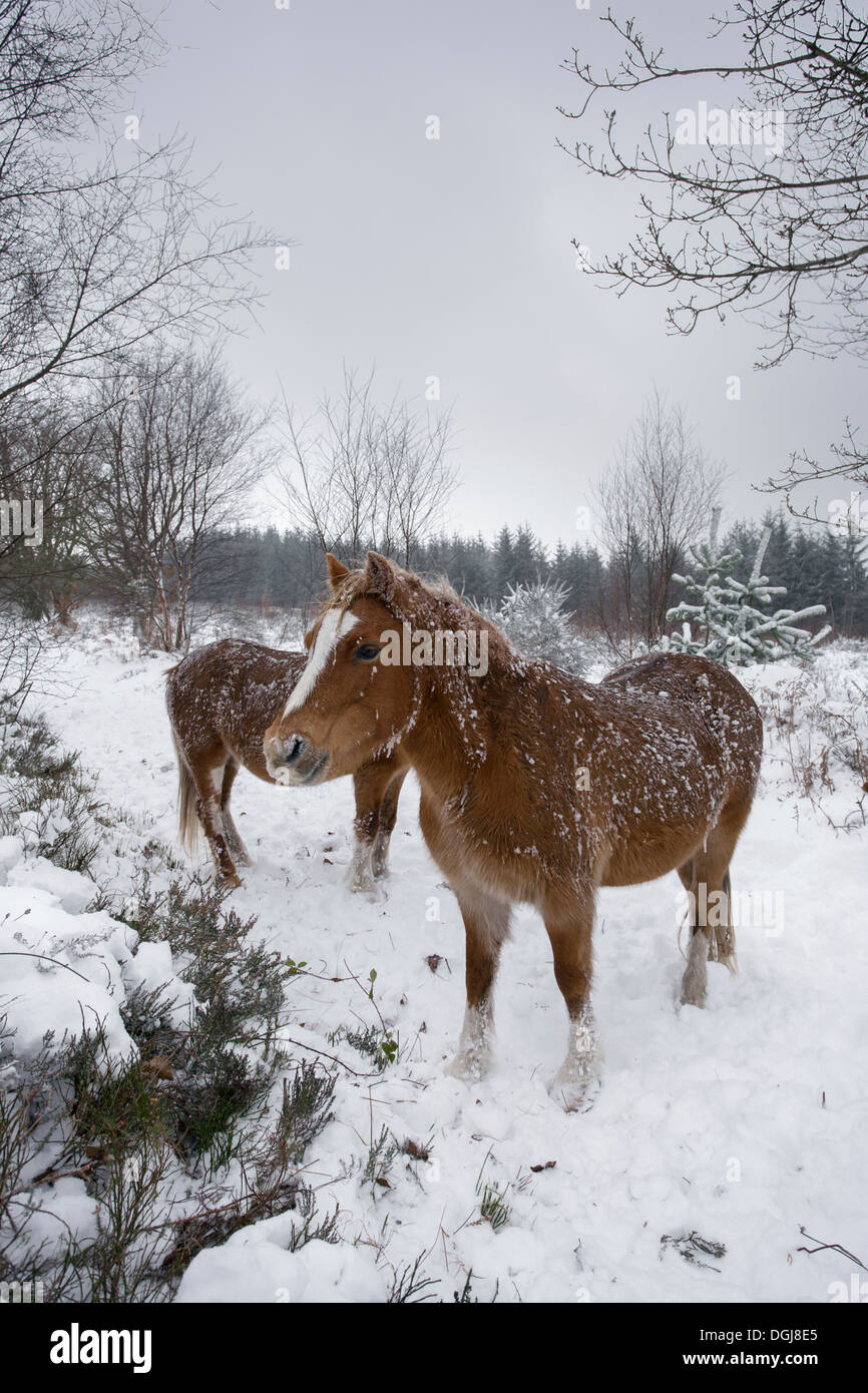 Welsh Mountain Ponys auf schneebedeckten Heide. Stockfoto