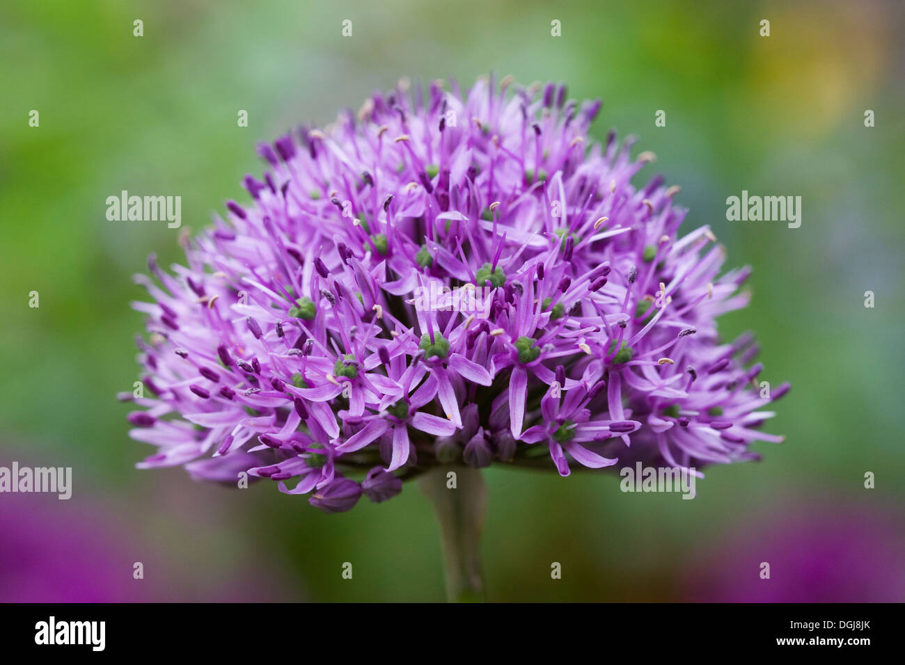 Blütenstand von Allium. Stockfoto