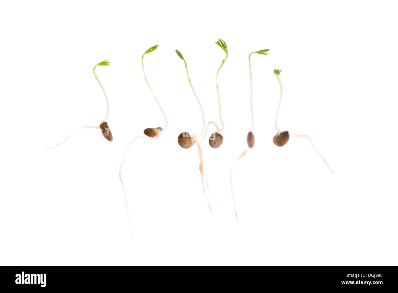 Nahaufnahme des sprießenden Pflanzen mit Wurzeln isoliert auf weißem Hintergrund mit geringen Schärfentiefe. Stockfoto