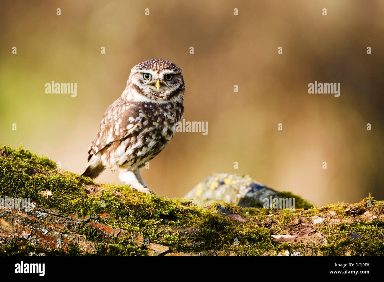 Eine kleine Eule thront auf einem bemoosten Ast. Stockfoto