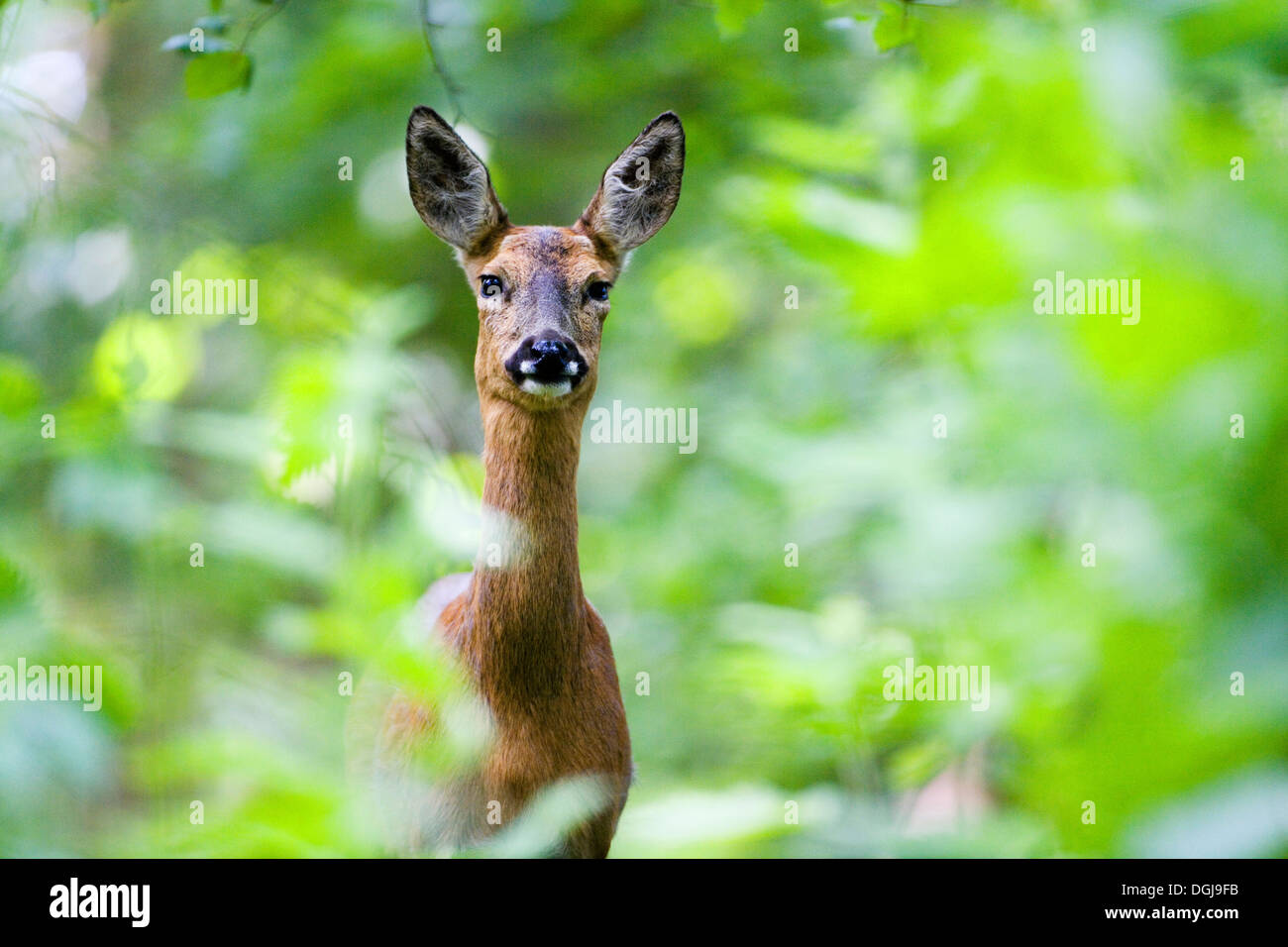 Ein Reh spähte durch das Unterholz. Stockfoto
