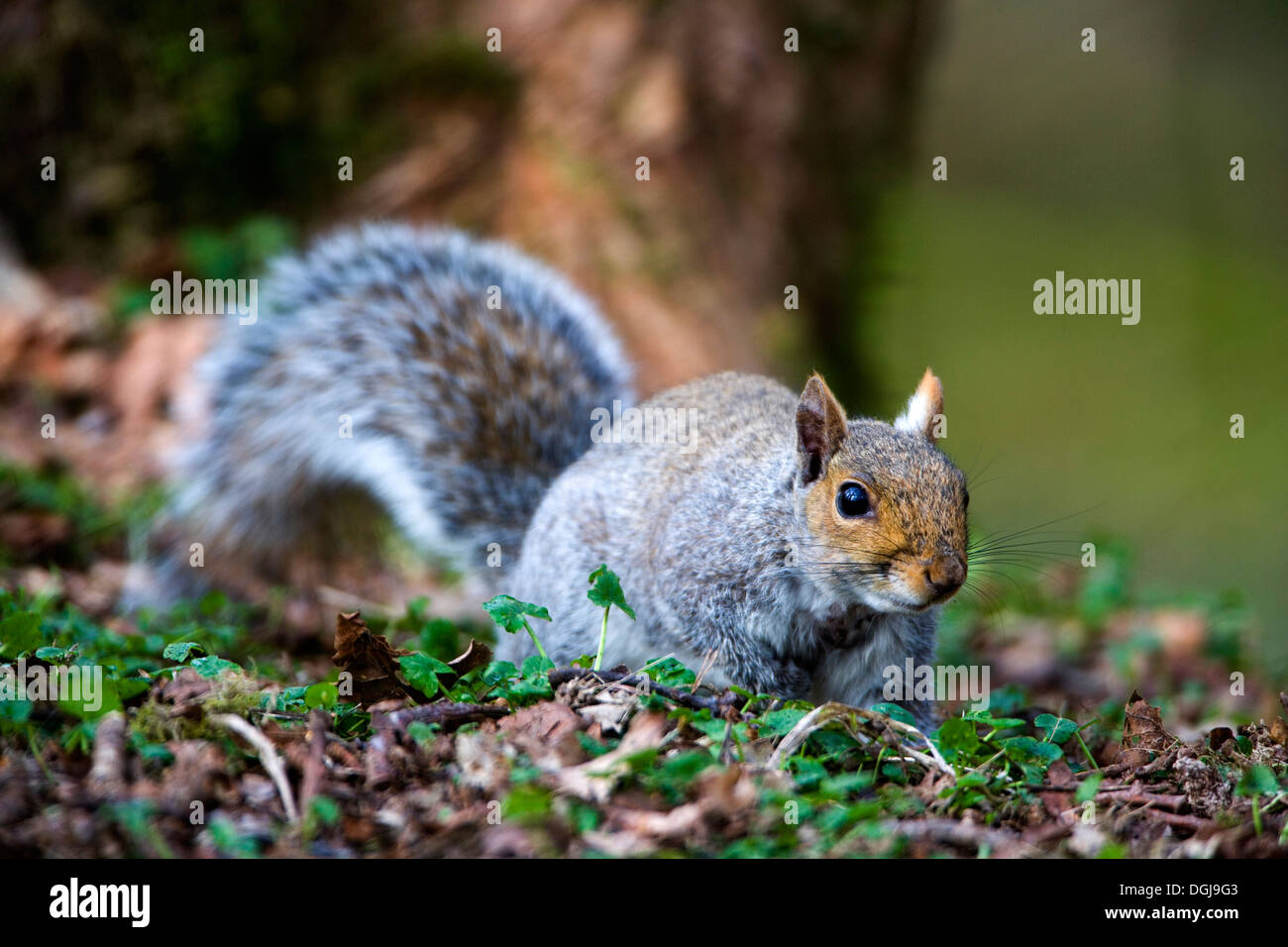 Ein graues Eichhörnchen huscht entlang dem Waldboden. Stockfoto
