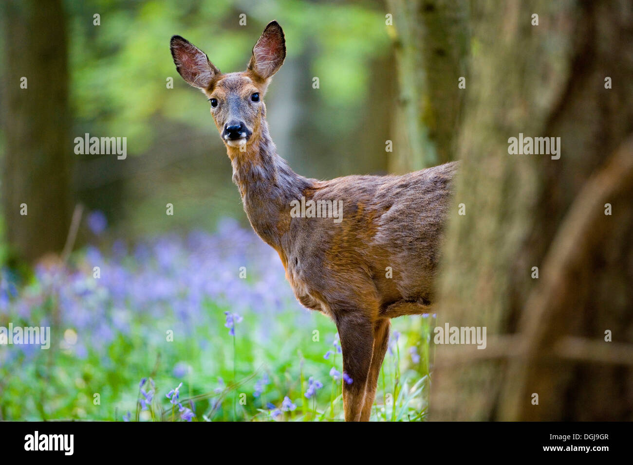 Eine neugierige Rehe im Wald von Glockenblumen. Stockfoto