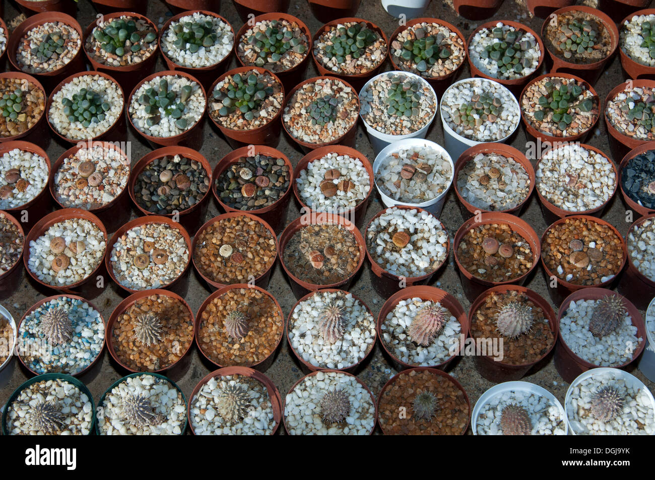 Mosaik von Blumentöpfen mit Setzlingen von verschiedenen Sukkulenten in Kokerboom saftigen Baumschule in Vanrhynsdorp, Westkap Stockfoto