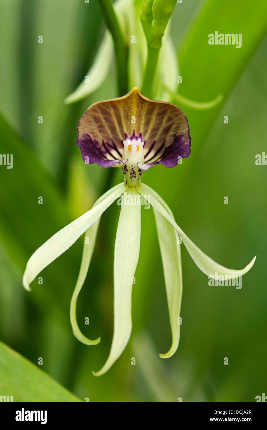 Tintenfisch Orchidee (Prosthechea Cochleata, ehemals Encyclia Cochleata), tropische Orchidee, Thailand, Asien Stockfoto