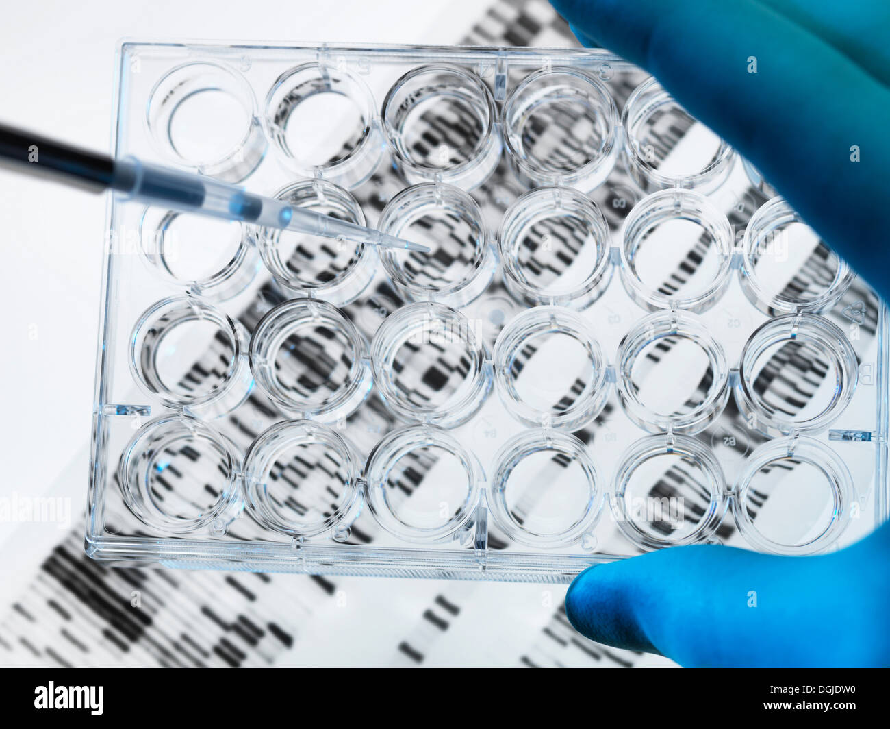 DNA-Probe wird in Multi-well-Platte mit DNA-Gel unten pipettiert Stockfoto
