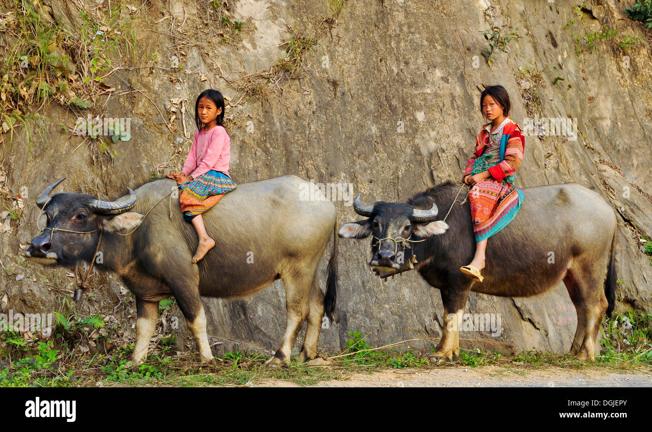 Zwei Kinder reiten Wasserbüffel, Vietnam, Asien Stockfoto