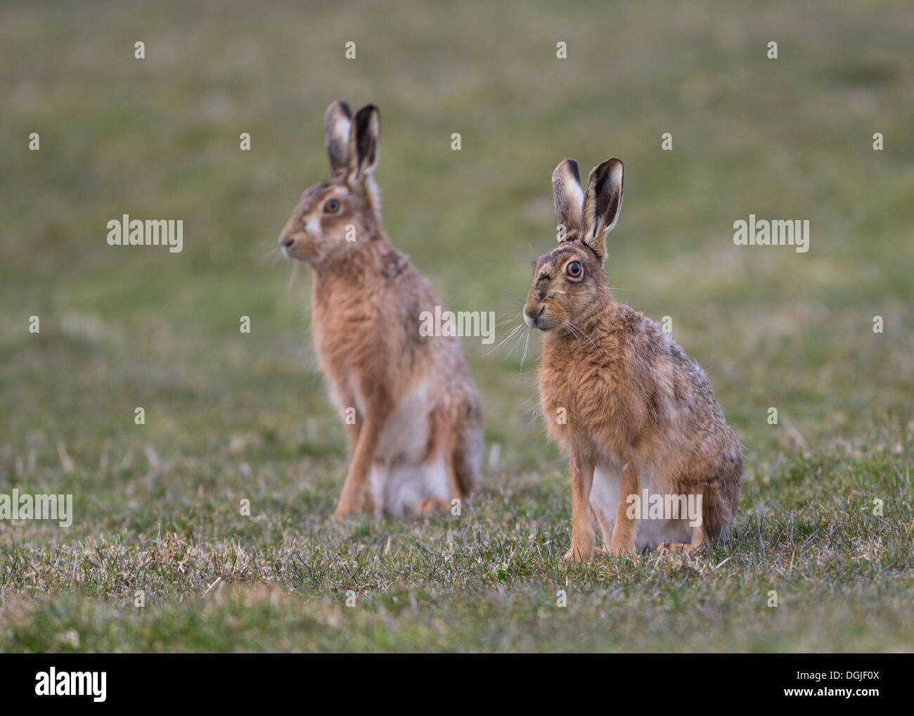 Zwei Erwachsene braun Feldhase (Lepus Europaeus), sitzen auf der Weide, Frühling, Yorkshire Dales, UK Stockfoto