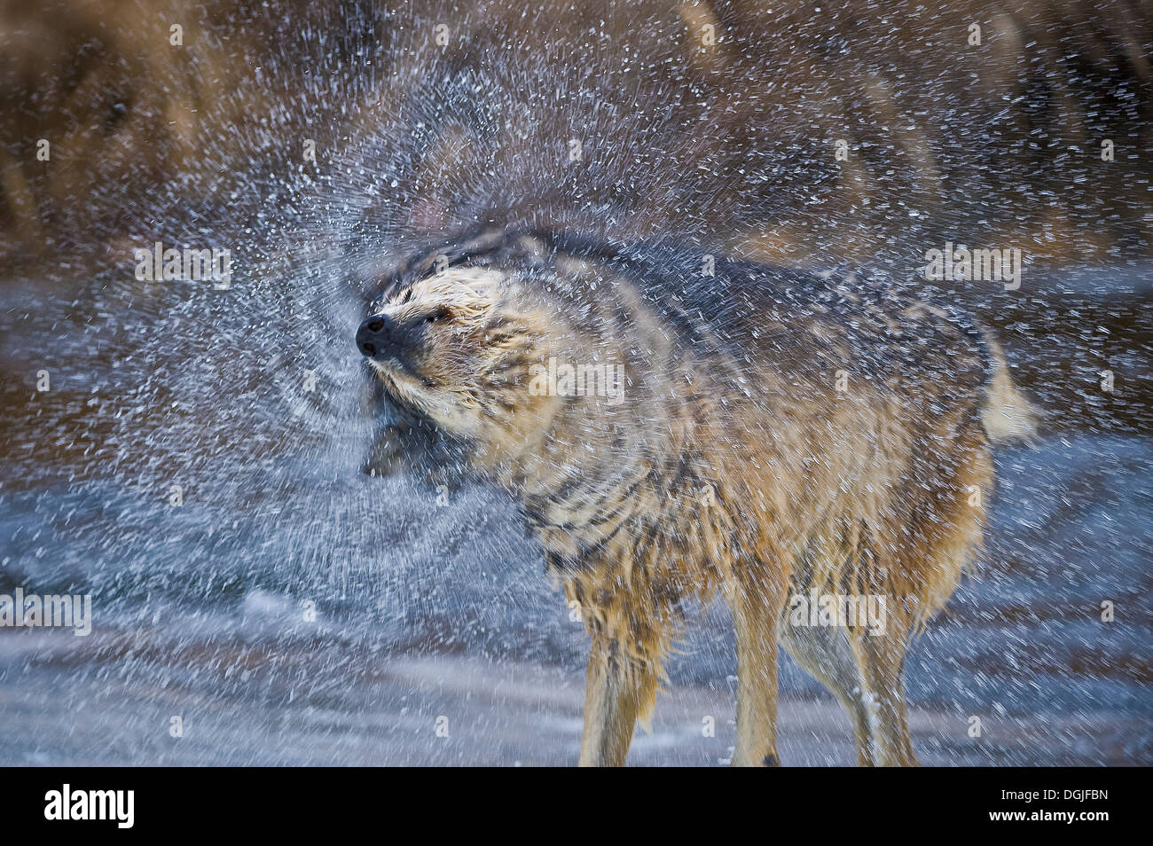 Alpha Männchen graue Wolf (Canis Lupus) graue Wölfe humorvolle Wasser schütteln Porträt nach der Überquerung Creek, Montana, USA. Stockfoto
