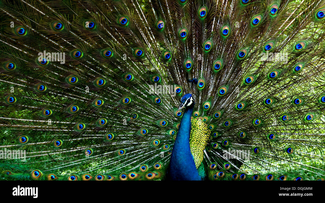 Ein Pfau zeigt sein Gefieder. Stockfoto