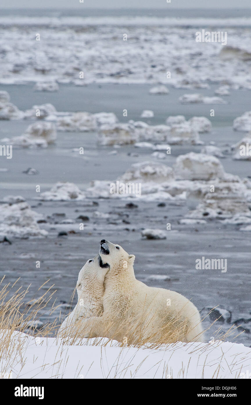 Polar Bear (Ursa Maritimus) auf subarktischen Hudsonbai Eis und Schnee, Churchill, MB, Canada Stockfoto