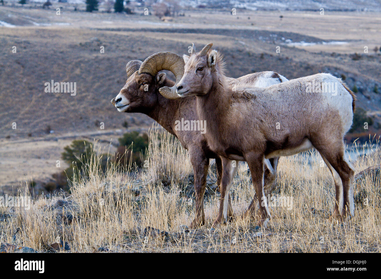 Bighorn Schafe (Ovis Canadensis) Stockfoto