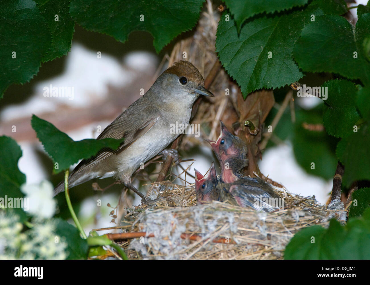 Mönchsgrasmücke (Sylvia Atricapilla), mit jungen im nest Stockfoto