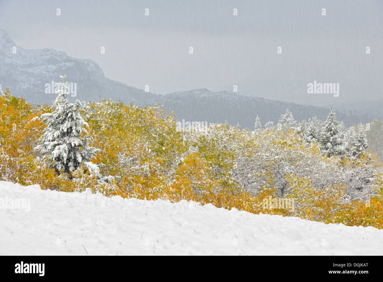 Eine frühe nassen Schnee deckt die Espen in der Nähe von Blakiston Creek Waterton Lakes Nationalpark Alberta Kanada Stockfoto