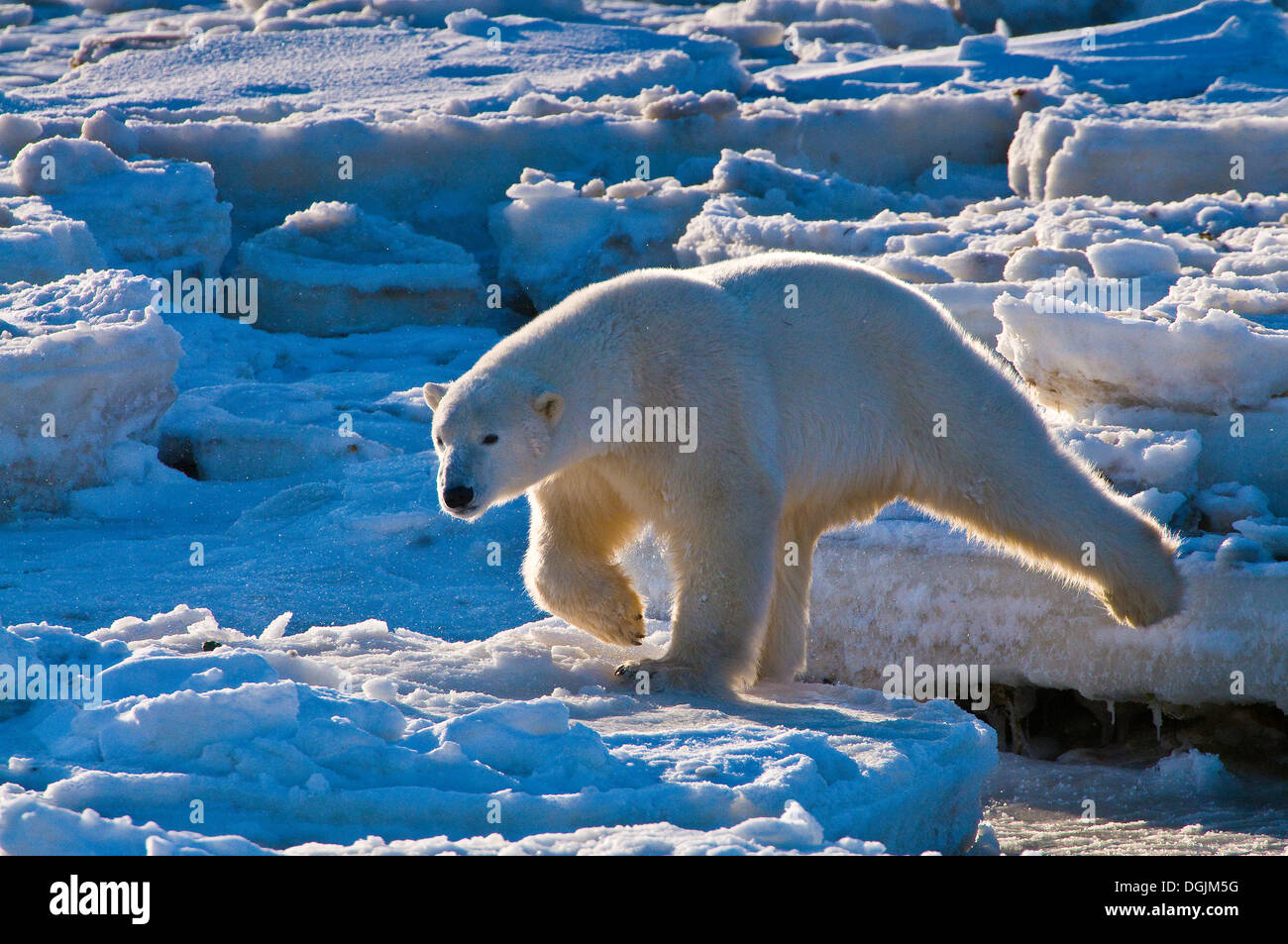 Polar Bear (Ursa Maritimus) auf subarktischen Hudsonbai Eis und Schnee, Churchill, MB, Canada Stockfoto