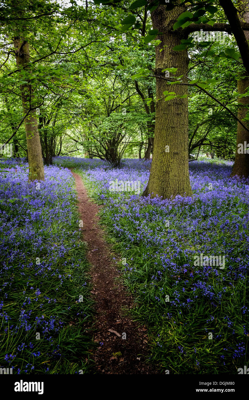 Ein Track Glockenblumen in Wäldern durchzogen. Stockfoto