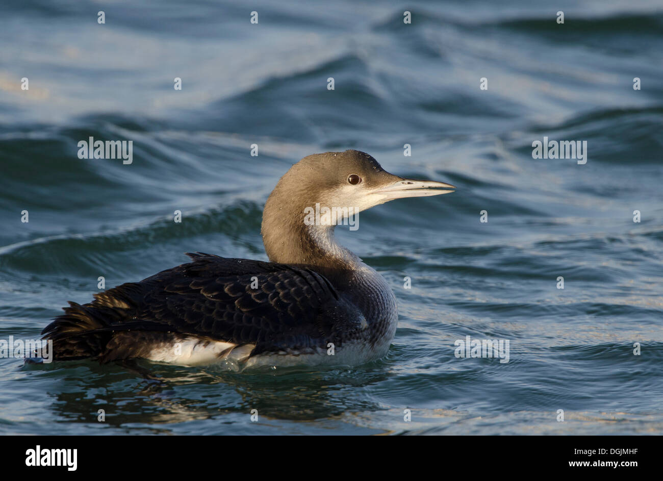 Black-throated Loon (Gavia Arctica), nicht-Zucht Gefieder, Texel, Niederlande Stockfoto