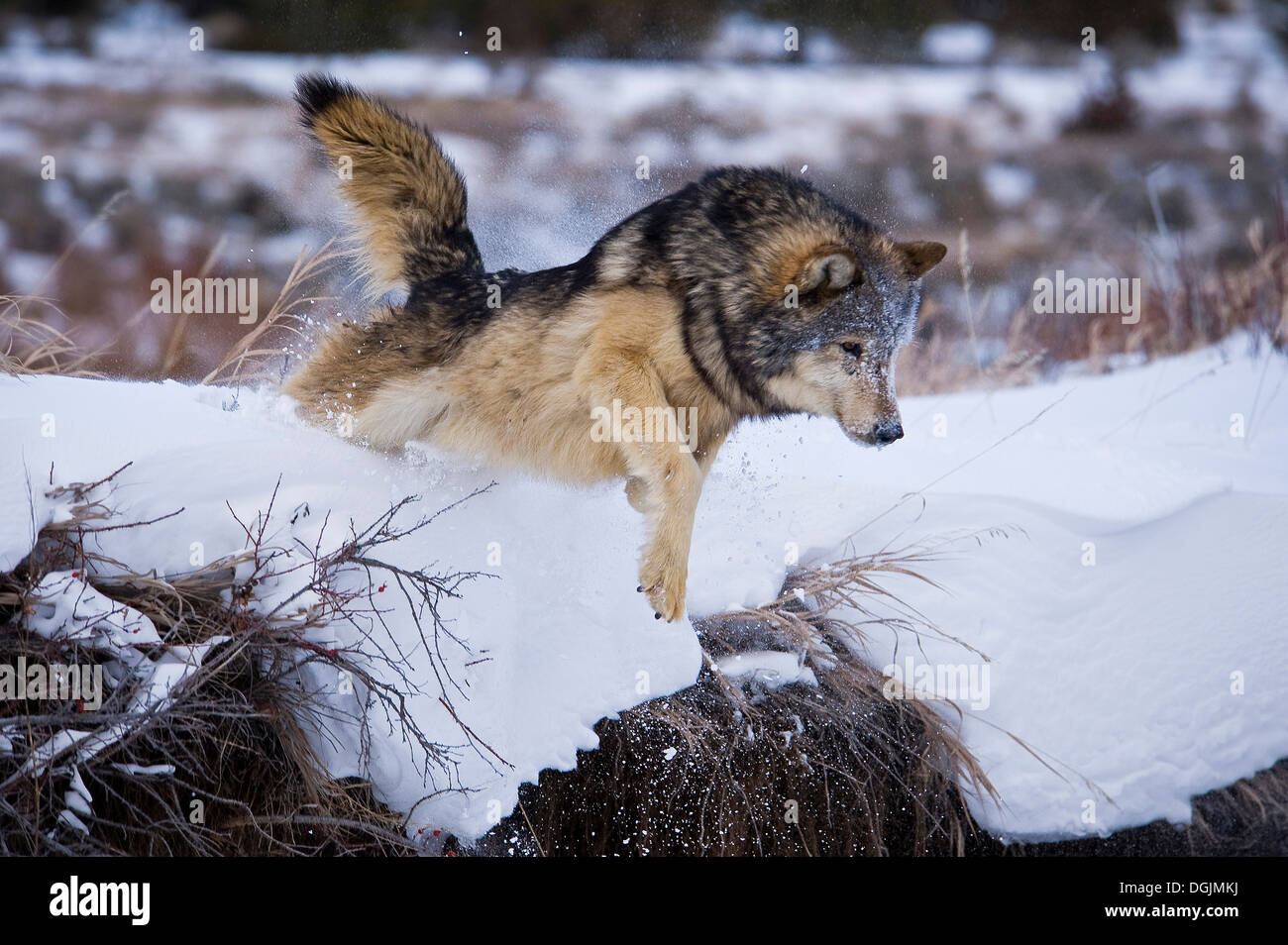 Männliche graue Wolf (Canis Lupus) Grey Wolf sprang aus Bachufer in fallenden Neuschnee, Montana, USA. Stockfoto