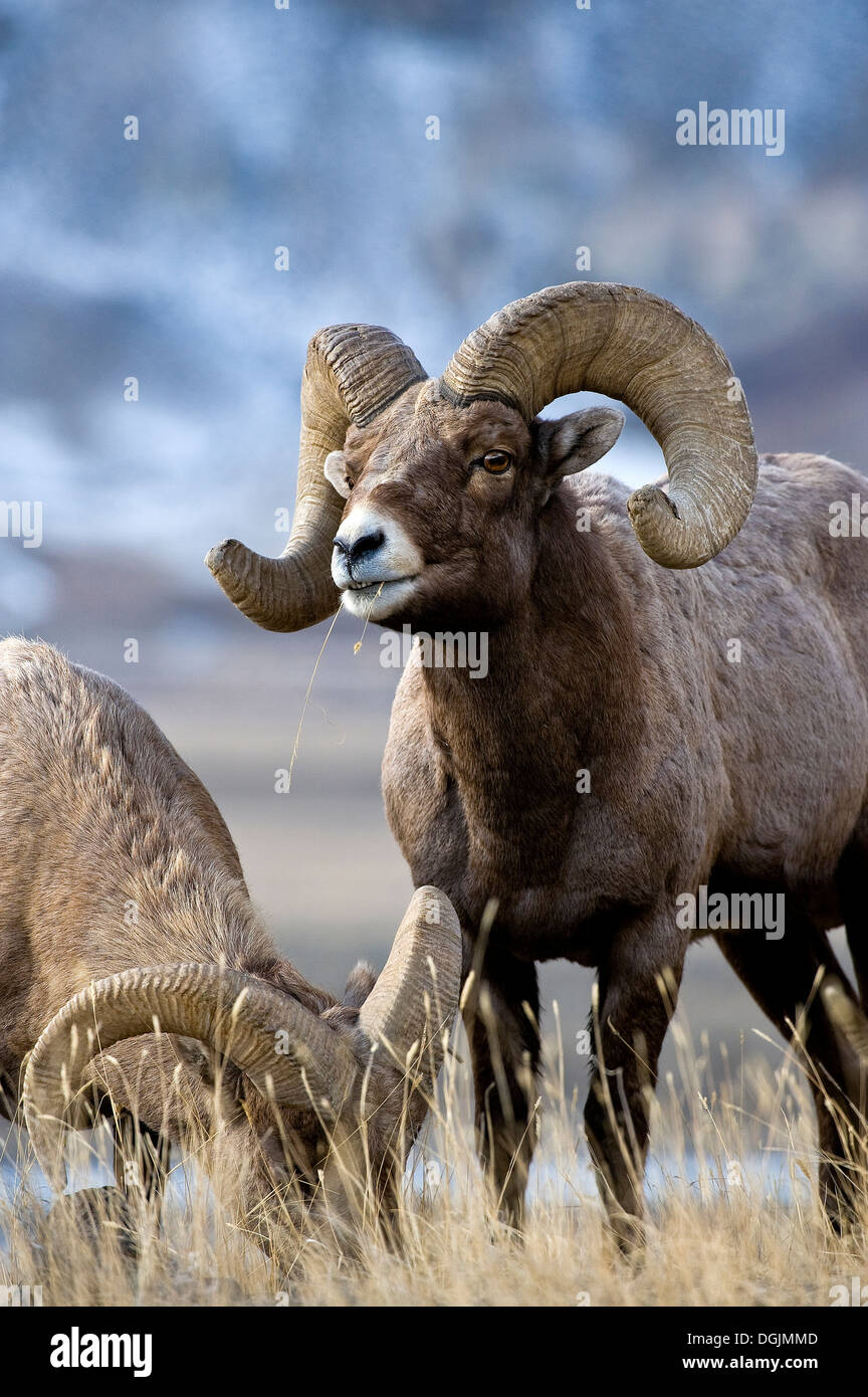 Dickhornschaf (Ovis Canadensis) Stockfoto
