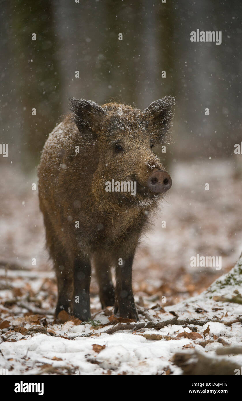 Wildschwein (Sus Scrofa) im Winter, Daun, Vulkan-Eifel, Eifel, Rheinland-Pfalz, Deutschland Stockfoto