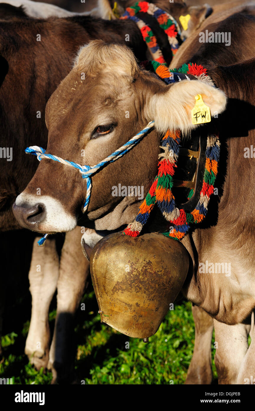 Kühe auf der Weide, Rückgabe von Vieh von hohen alpinen Sommer Weiden, Pfronten, Ostallgaeu Bezirk, Allgäu, Bayern Stockfoto