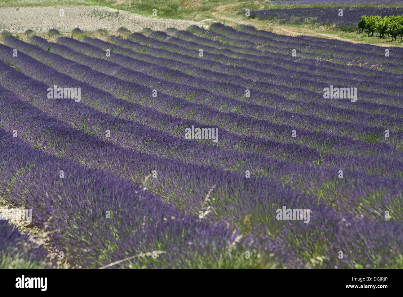 Grignan, Frankreich, von einem blühenden Lavendel Feld Stockfoto