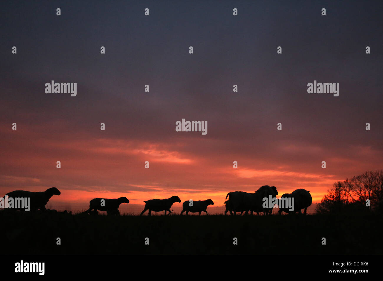 Neue Kätwin, Deutschland, Silhouette, Sonnenuntergang mit Schafen auf der Weide Stockfoto