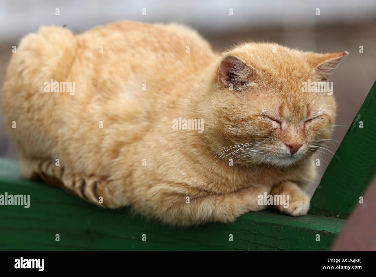 Strahlende Dorf, Deutschland, Rotgetigerte Hauskatze schläft Stockfoto