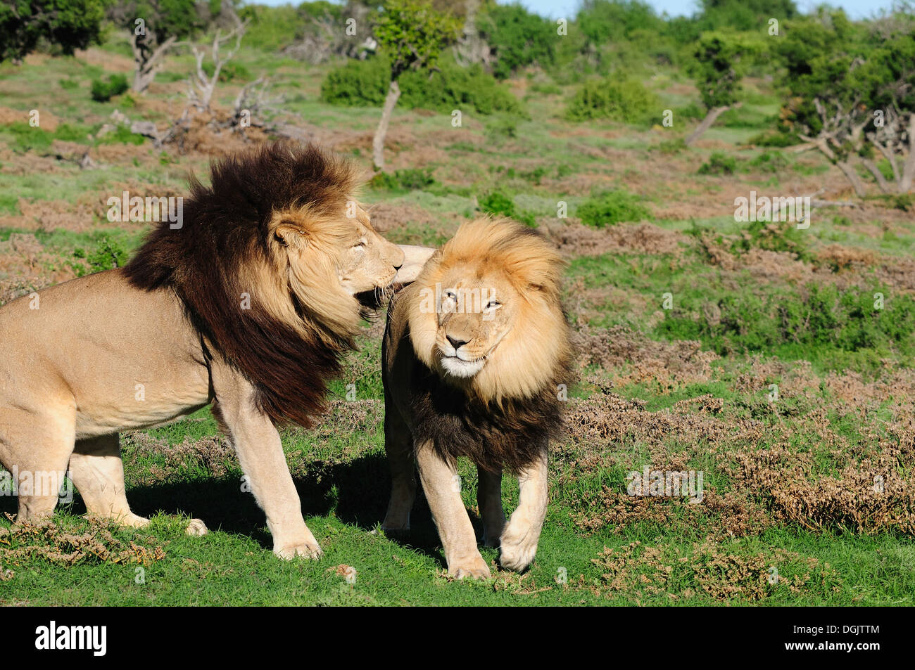 Zwei Löwen der Kalahari, Panthera Leo, im Kuzuko vertraglichen Bereich des Addo Elephant National Park in Südafrika Stockfoto
