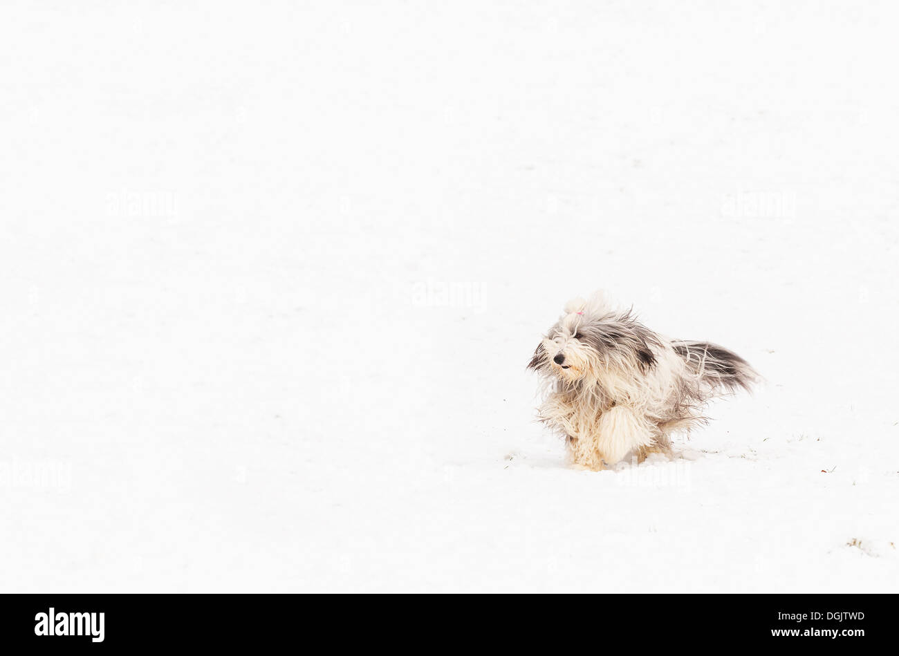 Ein bärtiger Collie durch Schnee laufen. Stockfoto