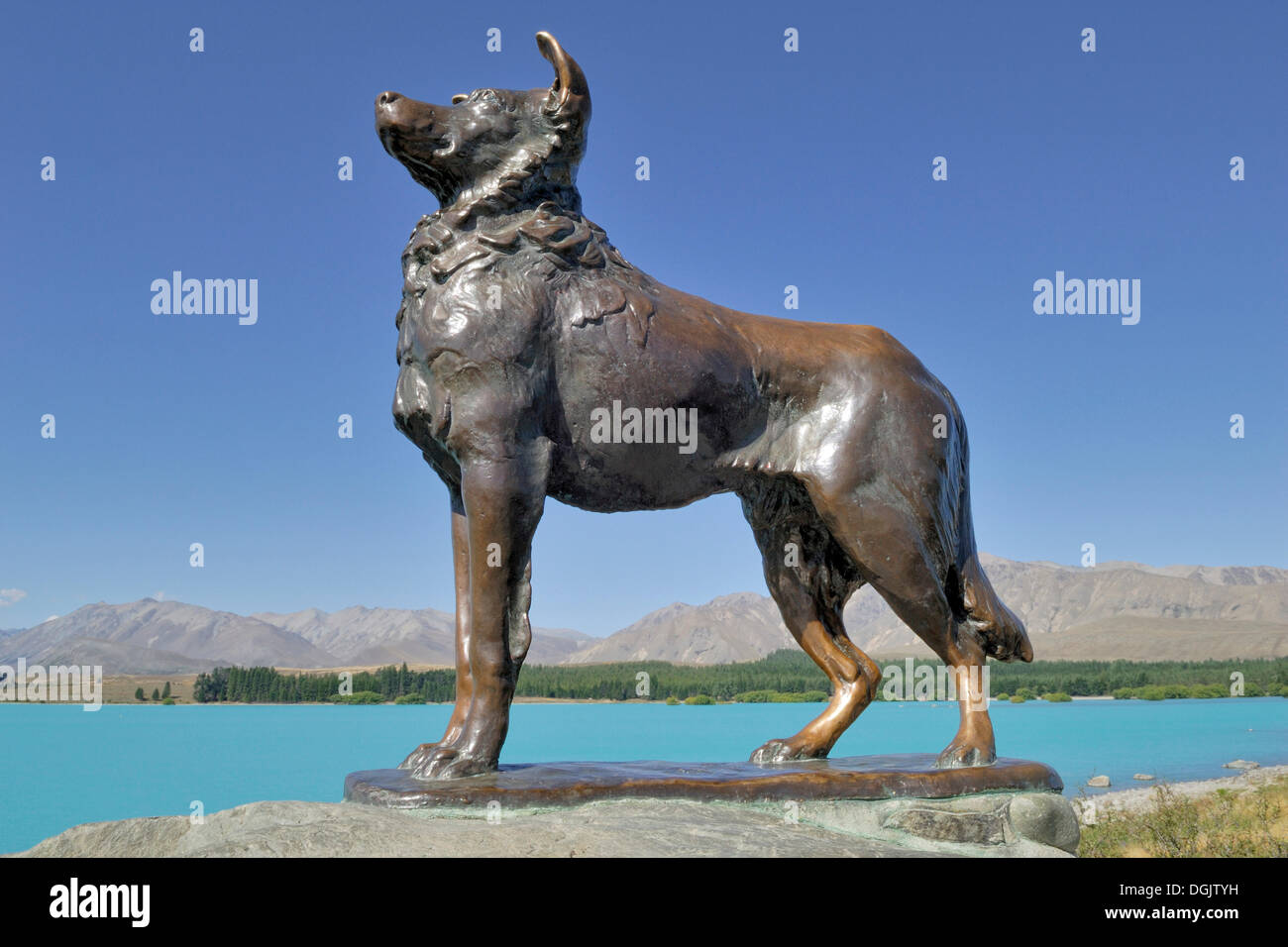 Bronzestatue, Collie Hund von Innes Elliott, stiftete im Jahr 1968 von den Landwirten die Mackenzie County, Lake Tekapo in Feldberg Stockfoto