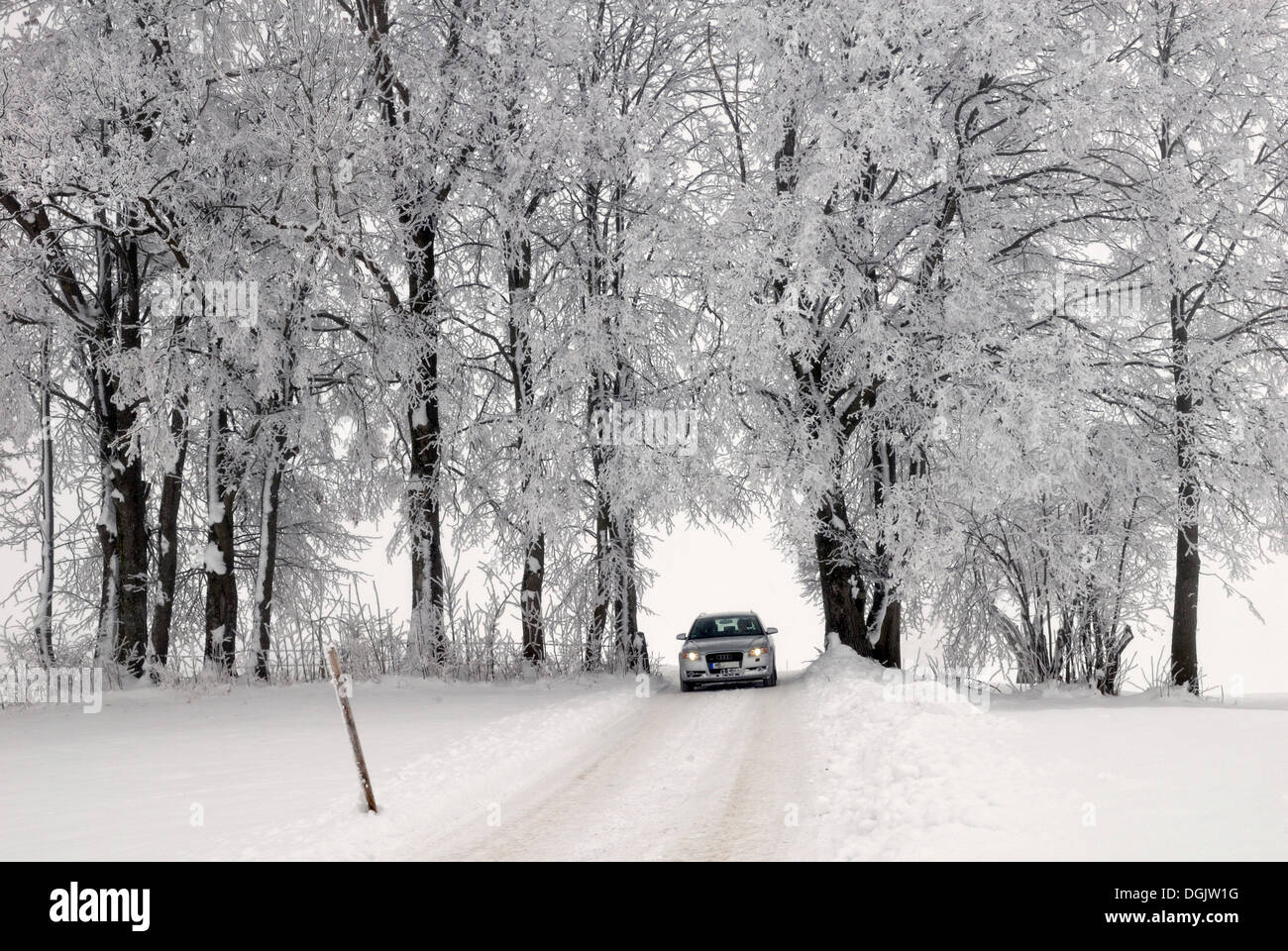 Bäume mit Raureif und Auto, nebligen Winterlandschaft, Fischbachau, Bayern, Oberbayern Stockfoto