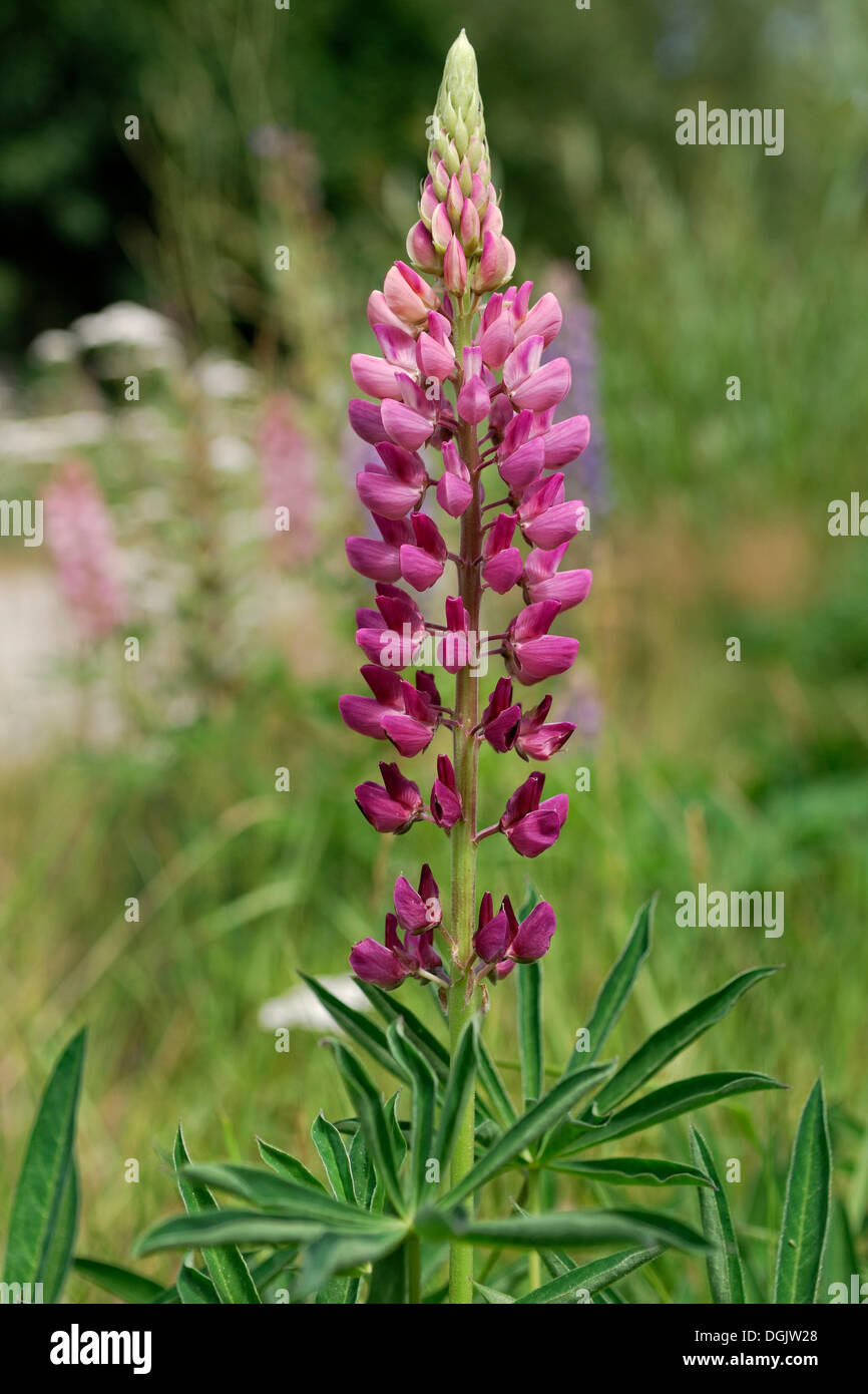 Rosa Lupine (Lupinus) an Arrow River, Arrowtown, Südinsel, Neuseeland Stockfoto