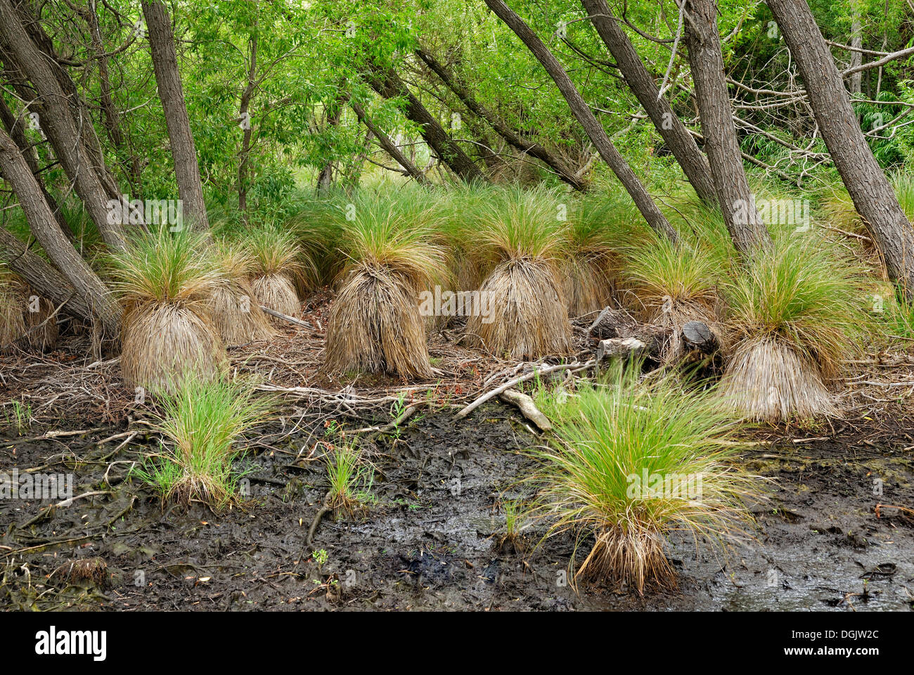 Sumpfvegetation mit Grasbüschel oder Haufen Gräser an den Ufern des Lake Hayes at Arrowtown, Südinsel, Neuseeland Stockfoto