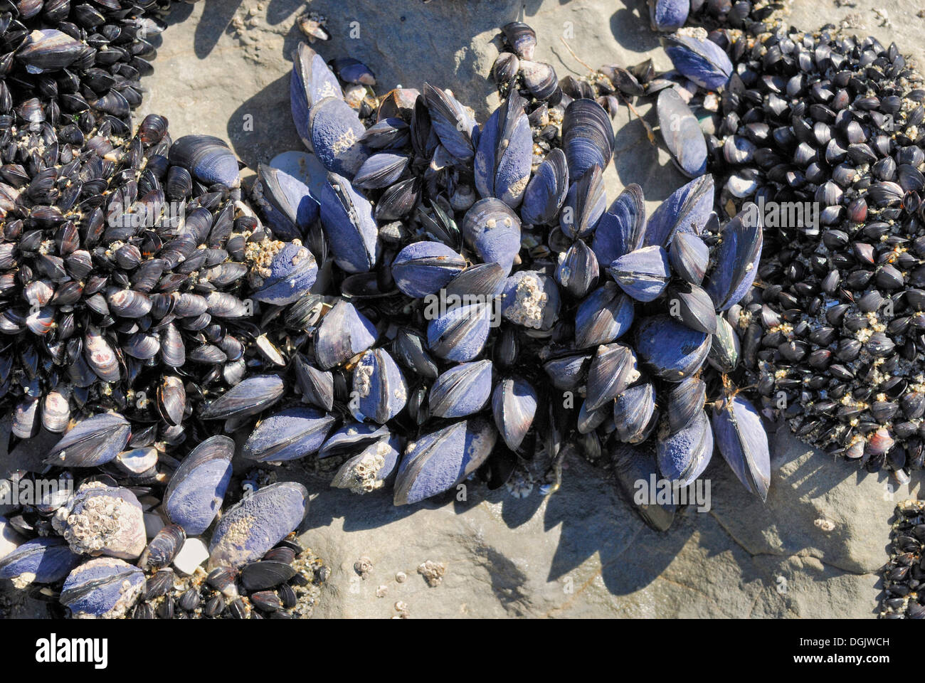 Bett aus Muscheln mit blauen Muscheln bei Ebbe, fossilen Punkt Farewell Spit Nature Reserve, Golden Bay Bay, Südinsel Stockfoto