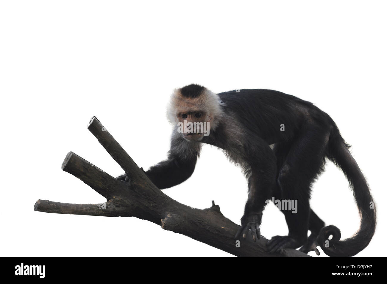 Weißen konfrontiert Kapuziner Affen auf weißem Hintergrund Stockfoto