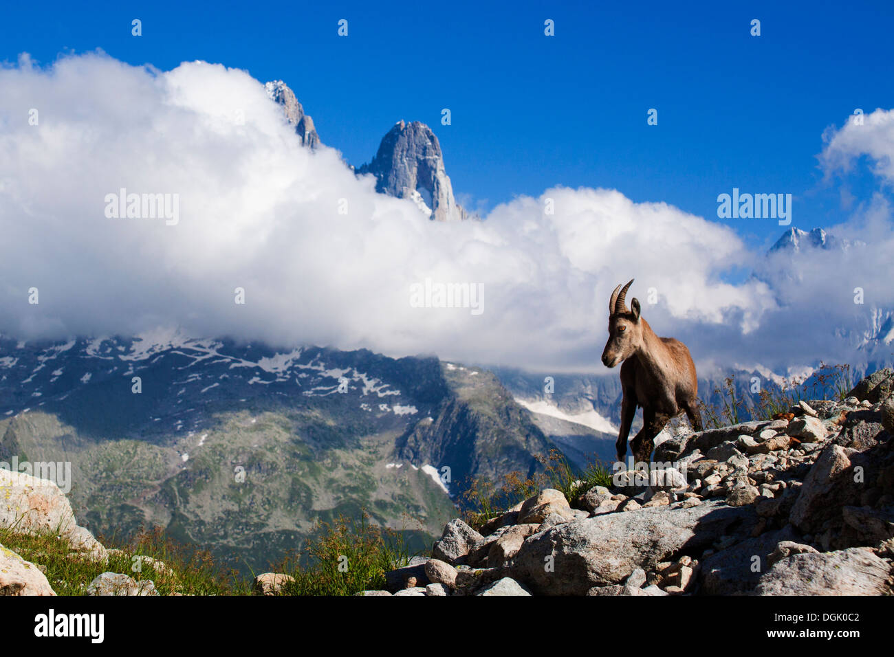 Alpine Ibex (Capra Ibex) Familie und Frau im Mont Blanc - Frankreich Stockfoto