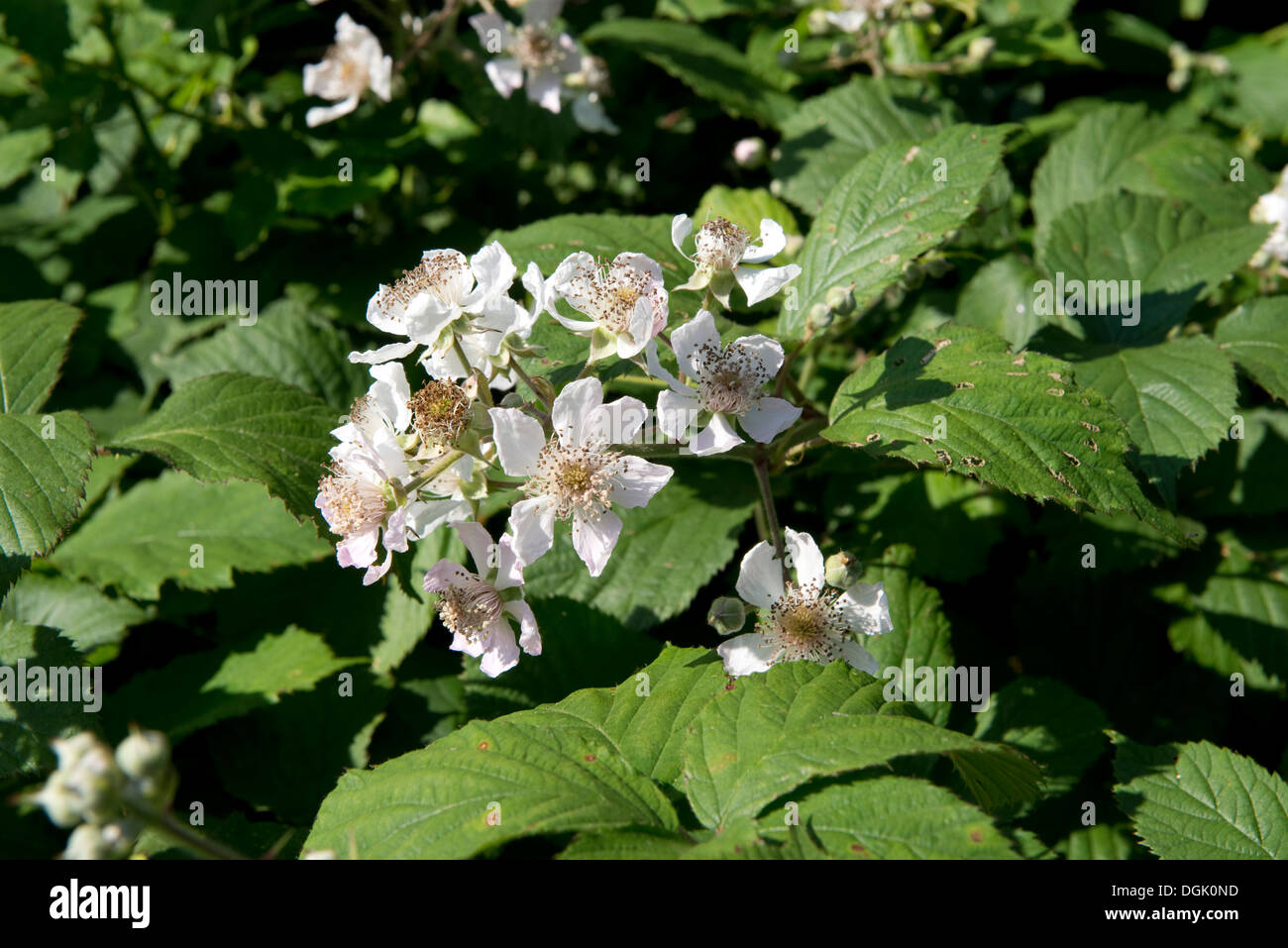 Blumen von Blackberry oder Brombeere, Rubus fruticosus Stockfoto