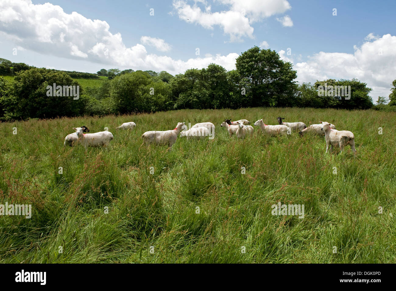 Eine gemischte Herde von Ewe Schafe auf einer Wiese lange Gras an einem feinen Sommertag in Devon Stockfoto