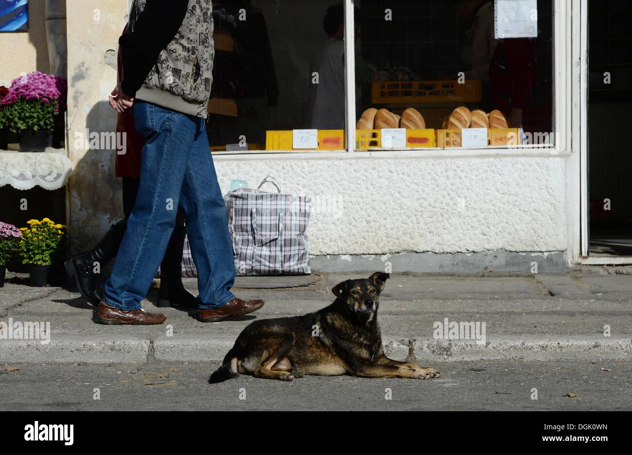 Pitesti, Rumänien. 21. Oktober 2013. Ein streunender Hund sitzt außerhalb einer Bäckerei in einer Straße in Pitesti, Rumänien, 21. Oktober 2013. Zahlreichen Tierschutzorganisationen wie der Europäische Tier- und Natur Schutz (ETN), setzen sich für die Abschaffung des neuen rumänischen Rechts der bietet für die Masse Euthanisation von Tieren. Foto: JENS KALAENE/Dpa/Alamy Live News Stockfoto