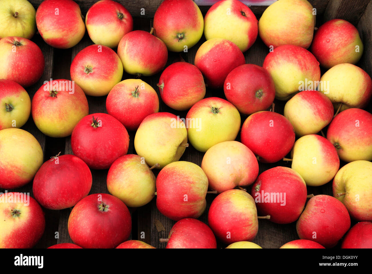 Apple "Worcester Pearmain', Bauernhof-Schaufenster, Malus Domestica Äpfel verschiedene Sorten Stockfoto