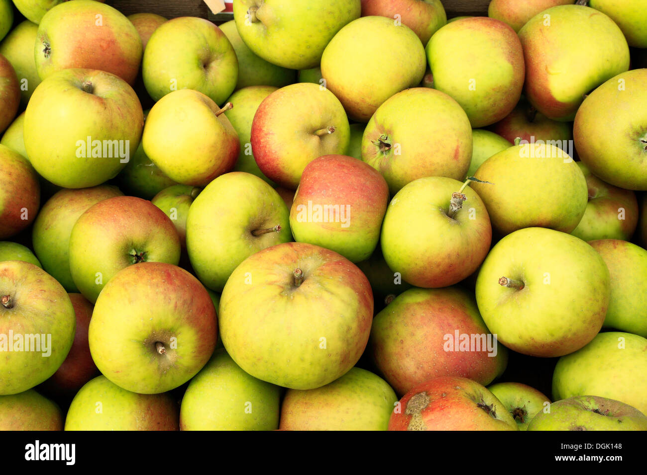 Apfel 'Blenheim Orange', Malus Domestica Äpfel verschiedene Sorten auf dem Bauernhof Schaufenster Stockfoto